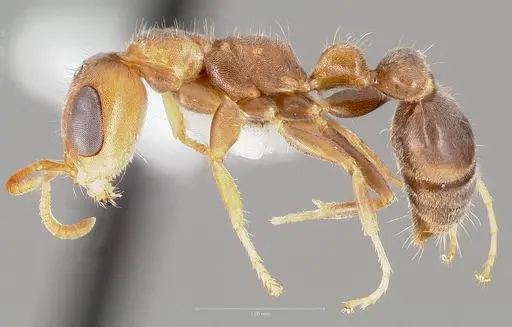 Pseudomyrmex curacaensis specimen CASENT0005872 image casent0005872_3