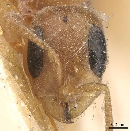 Pseudomyrmex curacaensis specimen CASENT0907531 image casent0907531_2