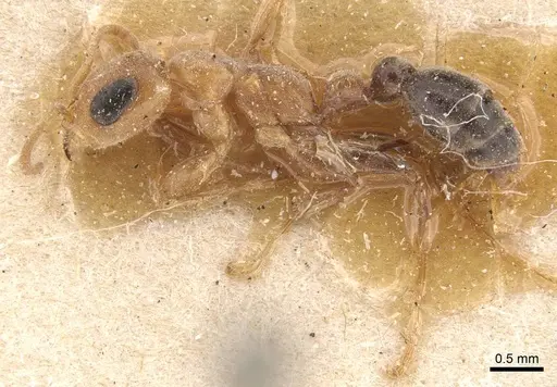 Pseudomyrmex curacaensis specimen CASENT0907531 image casent0907531_3