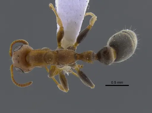 Pseudomyrmex curacaensis specimen CBUMAGENT41804 image cbumagent41804_1
