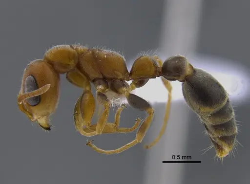Pseudomyrmex curacaensis specimen CBUMAGENT41804 image cbumagent41804_3