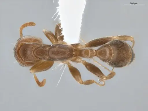 Pseudomyrmex curacaensis specimen ECOFOG-BUG-0061-08 image ecofog-bug-0061-08_1