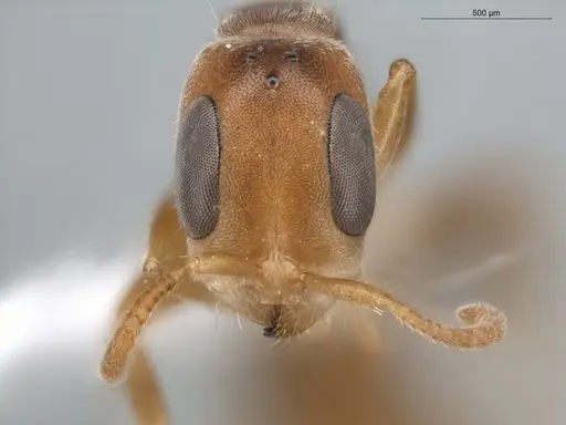 Pseudomyrmex curacaensis specimen ECOFOG-BUG-0061-08 image ecofog-bug-0061-08_2