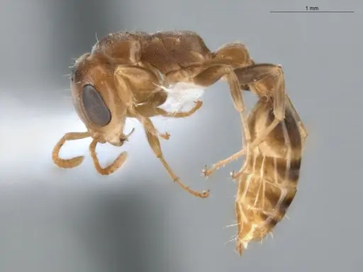 Pseudomyrmex curacaensis specimen ECOFOG-BUG-0061-08 image ecofog-bug-0061-08_3