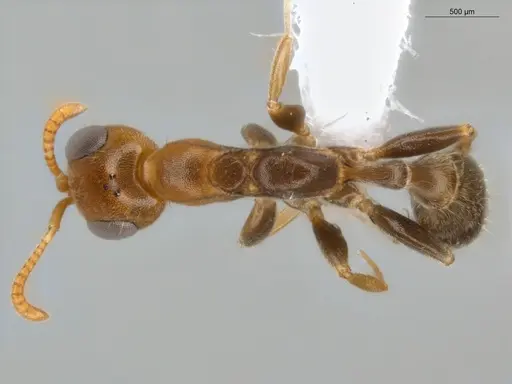 Pseudomyrmex curacaensis specimen ECOFOG-GAL18-0027-05 image ecofog-gal18-0027-05_1