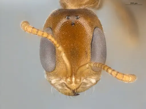 Pseudomyrmex curacaensis specimen ECOFOG-GAL18-0027-05 image ecofog-gal18-0027-05_2