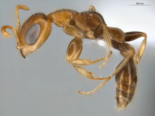 Pseudomyrmex curacaensis specimen ECOFOG-GAL18-0027-05 image ecofog-gal18-0027-05_3