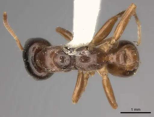 Pseudomyrmex dendroicus specimen CASENT0217576 image casent0217576_1
