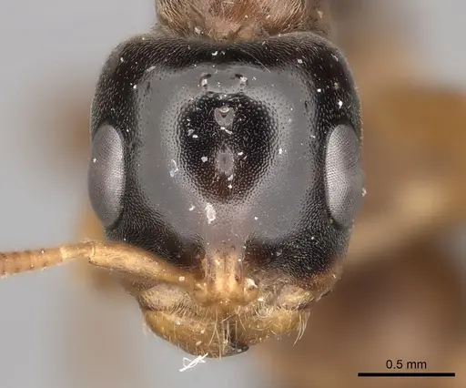 Pseudomyrmex dendroicus specimen CASENT0217576 image casent0217576_2