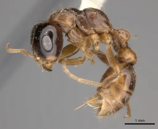 Pseudomyrmex dendroicus specimen CASENT0217576 image casent0217576_3