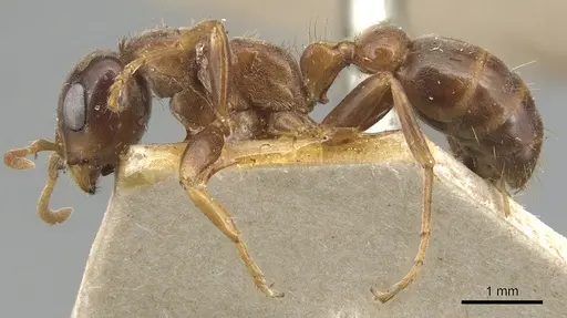 Pseudomyrmex dendroicus specimen CASENT0904052 image casent0904052_3