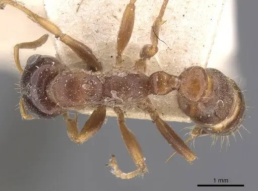 Pseudomyrmex dendroicus specimen CASENT0907526 image casent0907526_1
