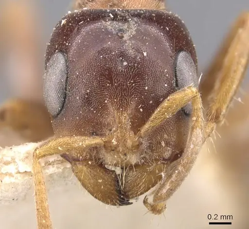 Pseudomyrmex dendroicus specimen CASENT0907526 image casent0907526_2