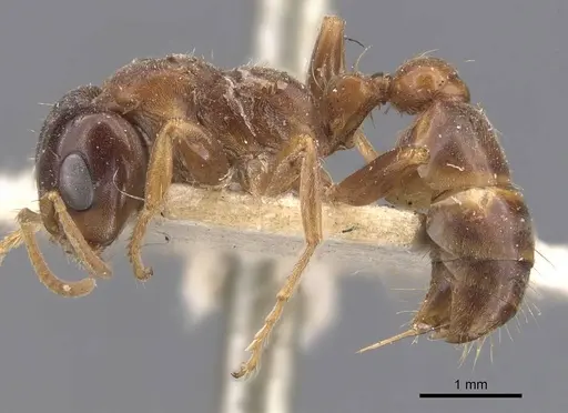 Pseudomyrmex dendroicus specimen CASENT0907526 image casent0907526_3