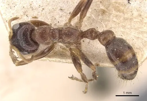 Pseudomyrmex dendroicus specimen CASENT0907527 image casent0907527_1