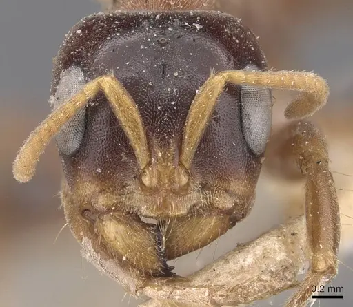Pseudomyrmex dendroicus specimen CASENT0907527 image casent0907527_2