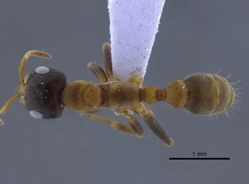 Pseudomyrmex dendroicus specimen CBUMAGENT41759 image cbumagent41759_1