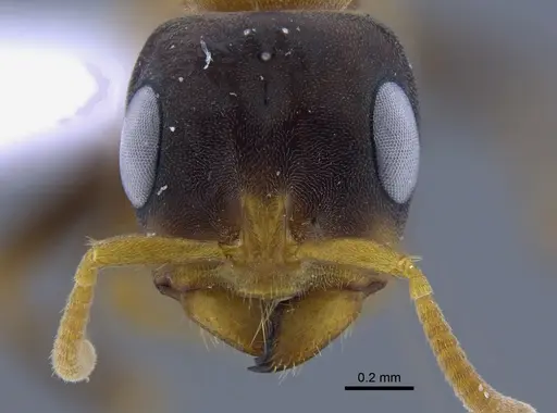 Pseudomyrmex dendroicus specimen CBUMAGENT41759 image cbumagent41759_2