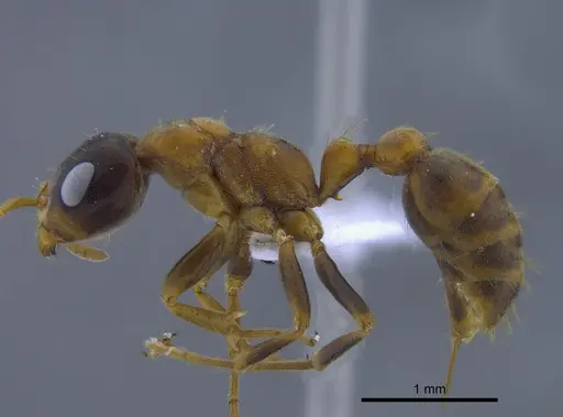Pseudomyrmex dendroicus specimen CBUMAGENT41759 image cbumagent41759_3