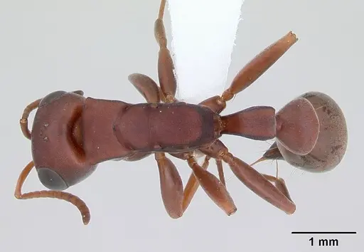Pseudomyrmex denticollis specimen CASENT0173748 image casent0173748_1