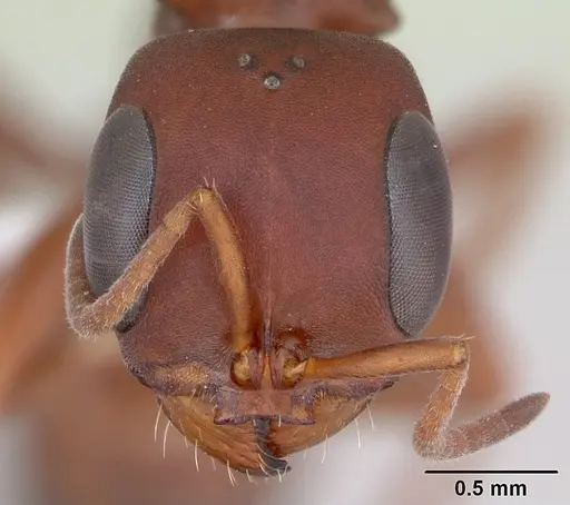 Pseudomyrmex denticollis specimen CASENT0173748 image casent0173748_2