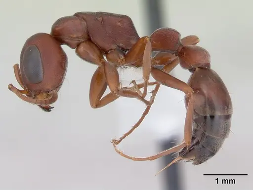 Pseudomyrmex denticollis specimen CASENT0173748 image casent0173748_3