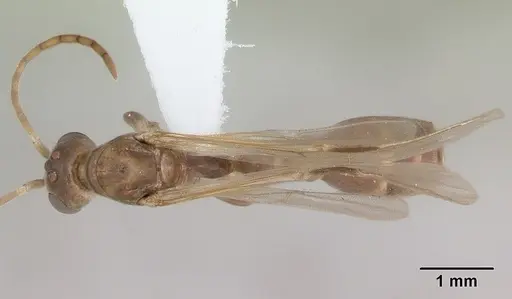 Pseudomyrmex denticollis specimen CASENT0173749 image casent0173749_1