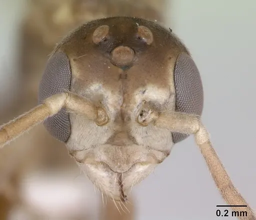 Pseudomyrmex denticollis specimen CASENT0173749 image casent0173749_2