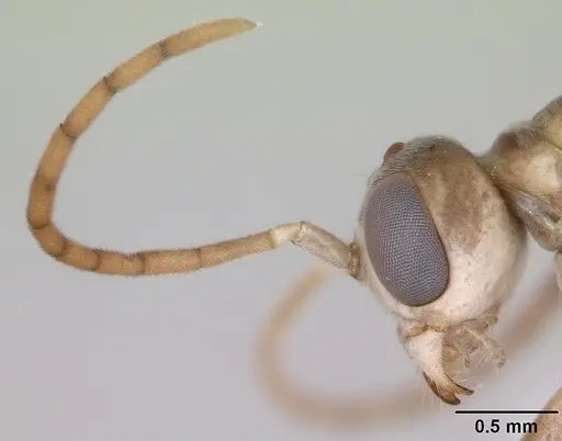 Pseudomyrmex denticollis specimen CASENT0173749 image casent0173749_3
