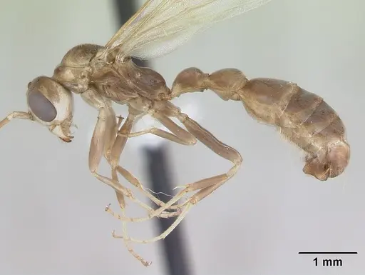 Pseudomyrmex denticollis specimen CASENT0173749 image casent0173749_4