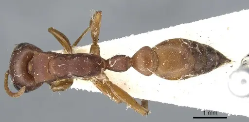 Pseudomyrmex denticollis specimen CASENT0902867 image casent0902867_1