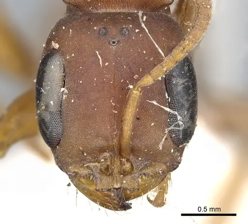 Pseudomyrmex denticollis specimen CASENT0902867 image casent0902867_2