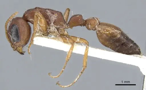 Pseudomyrmex denticollis specimen CASENT0902867 image casent0902867_3