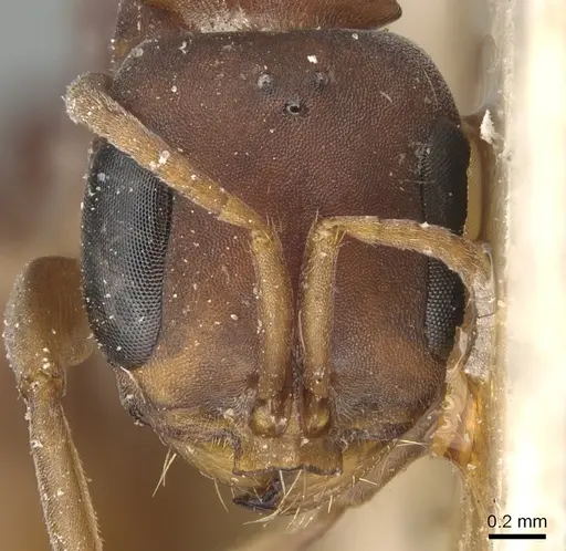 Pseudomyrmex denticollis specimen CASENT0904047 image casent0904047_2