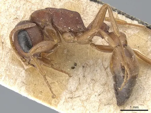 Pseudomyrmex denticollis specimen CASENT0904047 image casent0904047_3