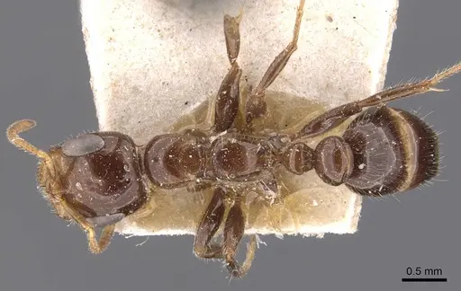 Pseudomyrmex depressus specimen CASENT0907528 image casent0907528_1