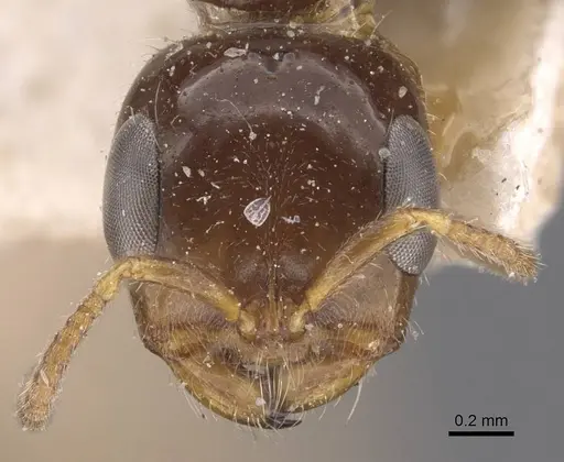 Pseudomyrmex depressus specimen CASENT0907528 image casent0907528_2