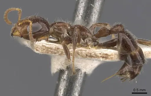 Pseudomyrmex depressus specimen CASENT0907528 image casent0907528_3