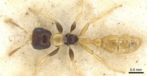 Pseudomyrmex distinctus specimen CASENT0902892 image casent0902892_1