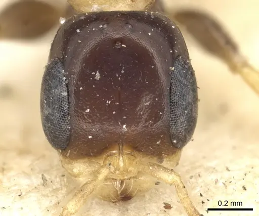 Pseudomyrmex distinctus specimen CASENT0902892 image casent0902892_2