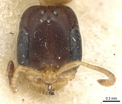 Pseudomyrmex distinctus specimen CASENT0902893 image casent0902893_2