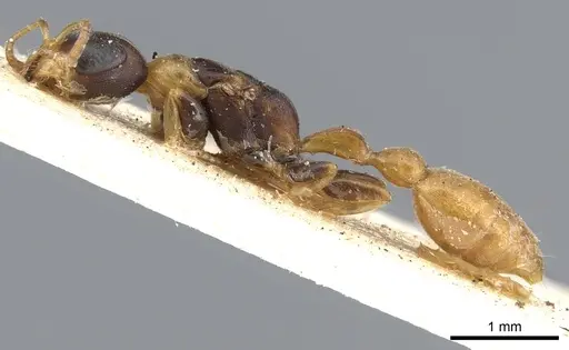 Pseudomyrmex distinctus specimen CASENT0902893 image casent0902893_3