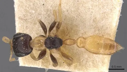 Pseudomyrmex distinctus specimen CASENT0907529 image casent0907529_1