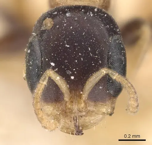 Pseudomyrmex distinctus specimen CASENT0907529 image casent0907529_2