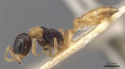 Pseudomyrmex distinctus specimen CASENT0907529 image casent0907529_3
