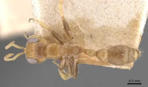 Pseudomyrmex duckei specimen CASENT0907533 image casent0907533_1