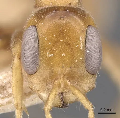 Pseudomyrmex duckei specimen CASENT0907533 image casent0907533_2