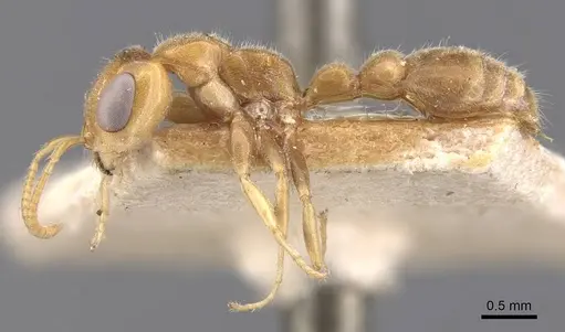 Pseudomyrmex duckei specimen CASENT0907533 image casent0907533_3