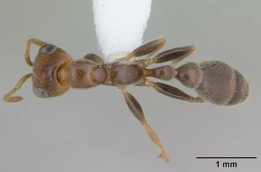 Pseudomyrmex duckei specimen INB0003617154 image inb0003617154_1