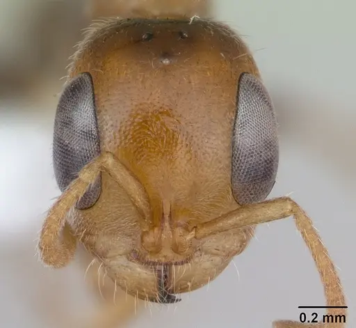 Pseudomyrmex duckei specimen INB0003617154 image inb0003617154_2